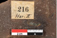 Foto (Detailansicht) von Pinus hepios Unger (NHMW-GEO-2024-0188-0216)